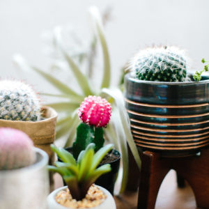 several types of cactus